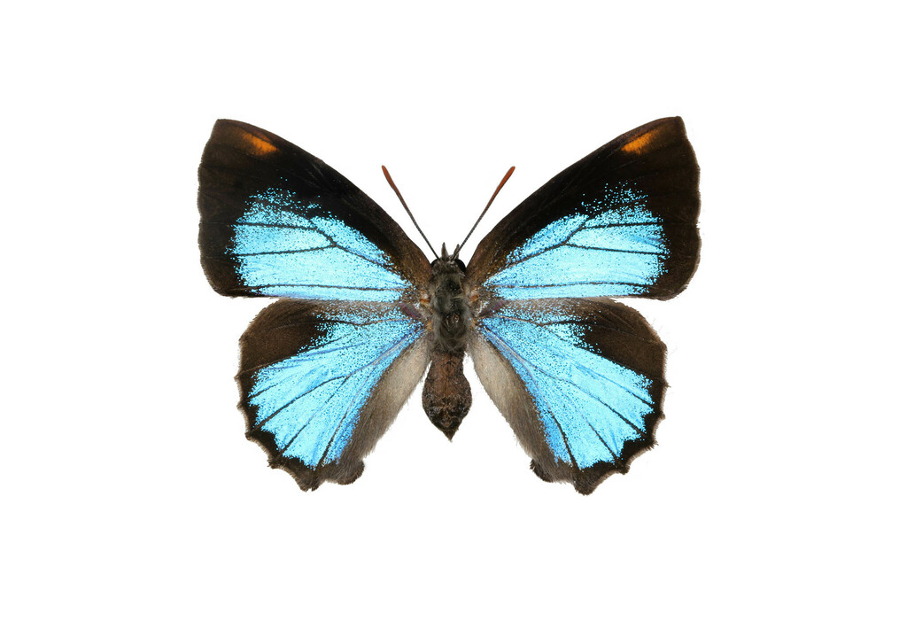 Orange-tip Azure