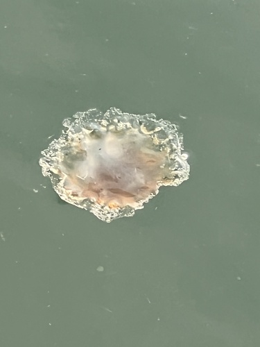 Atlantic Lion's Mane Jelly photographed in Maine