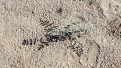 Astragalus aridus