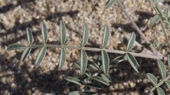 Astragalus aridus