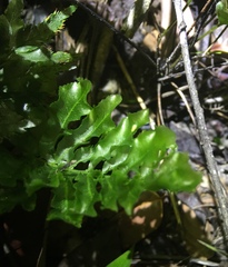 Trichomanes hostmannianum