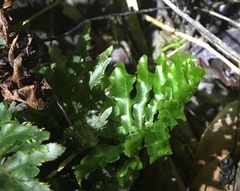 Trichomanes hostmannianum