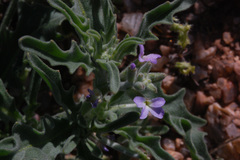 Matthiola parviflora