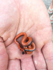 Diadophis punctatus vandenburgii