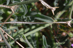 Matthiola parviflora