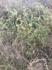 Diplacus longiflorus