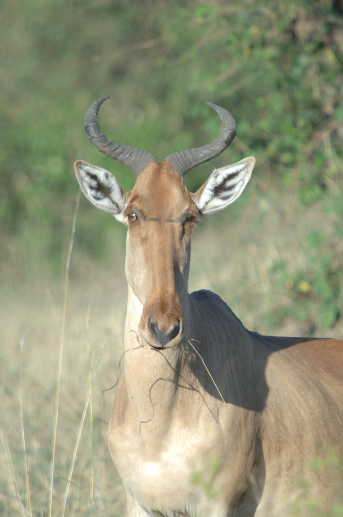Alcelaphus buselaphus cokii, Narok County, Kenya, by mikeloomis