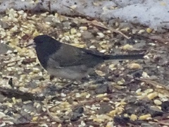 Junco hyemalis oreganus × caniceps