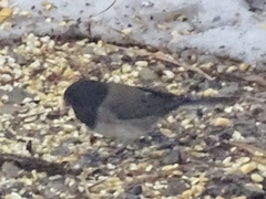 Junco hyemalis oreganus × caniceps