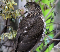 Accipiter cooperii
