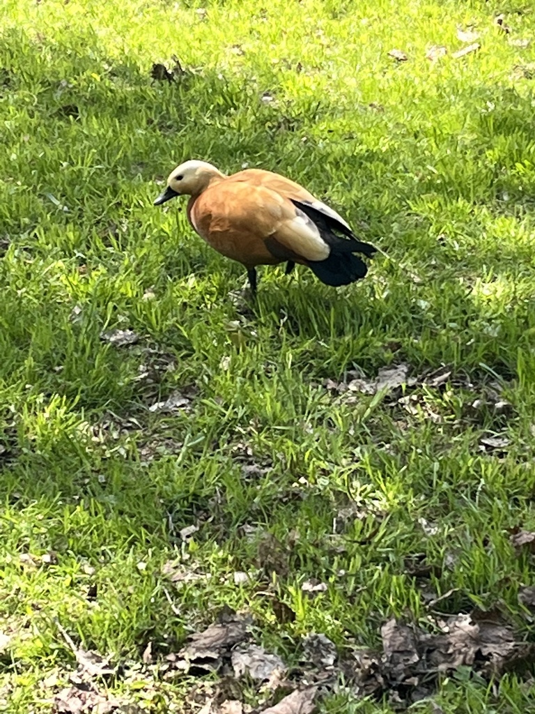Ruddy Shelduck from Улофа Пальме улица, Москва, Москва, RU on May 7 ...
