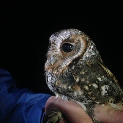 Psiloscops flammeolus