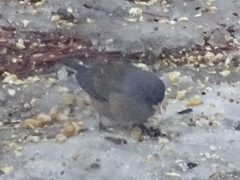 Junco hyemalis mearnsi × caniceps