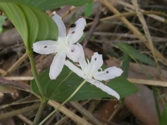 Tripladenia cunninghamii