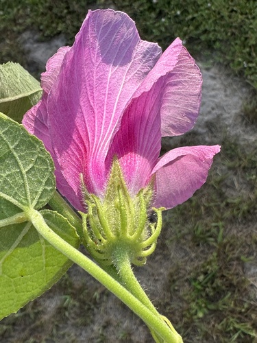 Sabdariffa furcellata