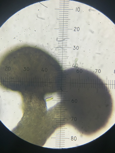Chaenothecopsis savonica image