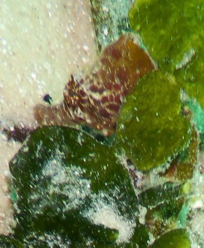 Hippocampus borboniensis observed 2023-07-09
