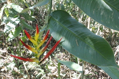 Heliconia hirsuta