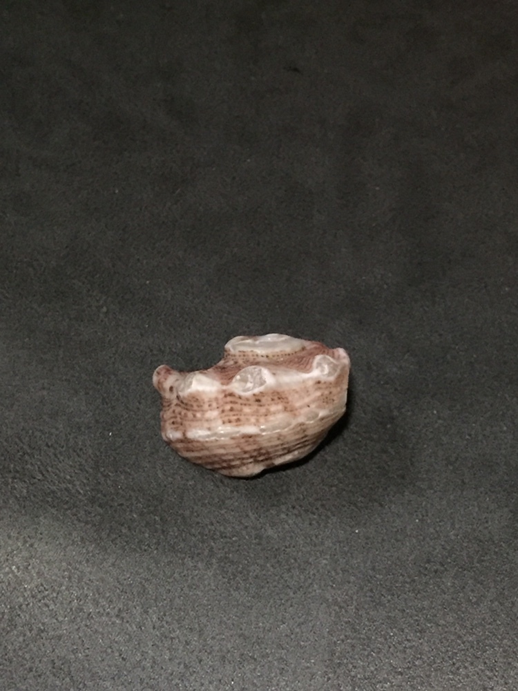 Lacinate Dolphin Shell from South Pacific Ocean, Hope Vale, QLD, AU on ...