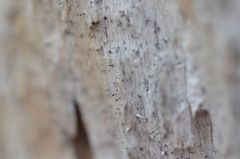Chaenothecopsis debilis
