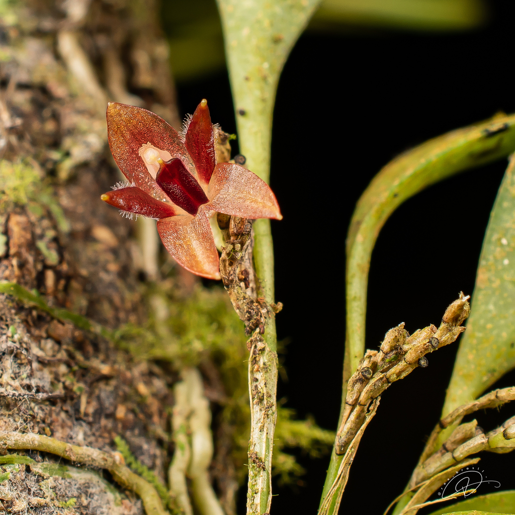 Anathallis adenochila
