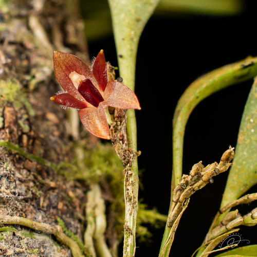 Anathallis adenochila, photograph 3