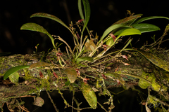 Anathallis adenochila, photograph Reinaldo de Oliveira Elias, CC BY, iNaturalist via GBIF