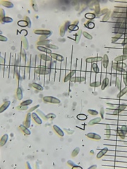 Chaenothecopsis debilis