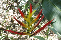 Heliconia hirsuta
