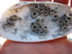 Amphibalanus venustus