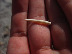 Dentaliidae