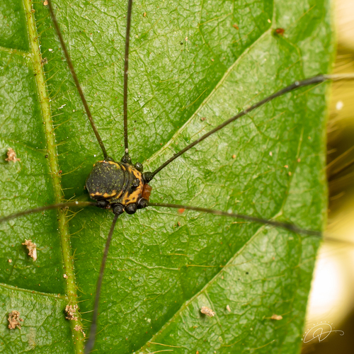 daddy longlegs