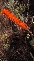 Aloe ortholopha image