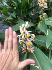 Alpinia formosana, photograph (c) 呂一起(Lyu yi-chi), some rights reserved (CC BY)