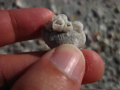 Amphibalanus venustus