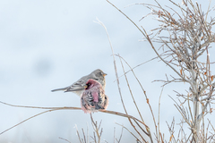 Carpodacus rubicilla
