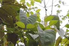 Passiflora quadrangularis