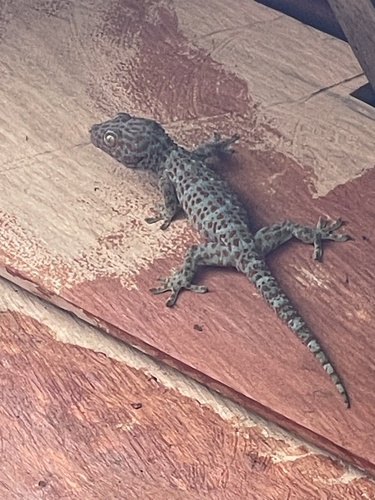 Tokay Gecko