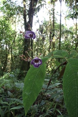 Monopyle paniculata