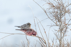 Carpodacus rubicilla