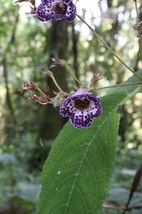 Monopyle paniculata