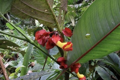 Glossoloma tetragonoides