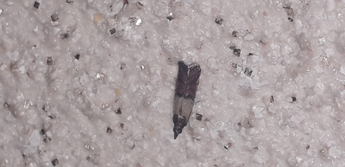 Plodia interpunctella