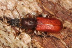 Zenodosus sanguineus