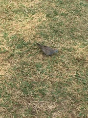 Geopelia striata