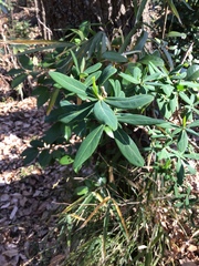 Daphne pseudomezereum