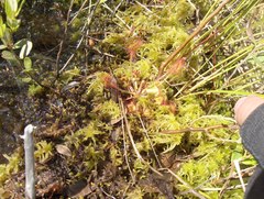 Drosera rotundifolia image