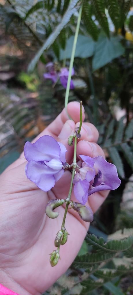 Ancistrotropis serrana