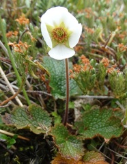 Geum uniflorum