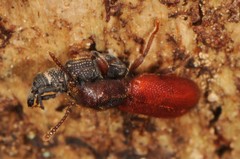 Dryophthorus americanus